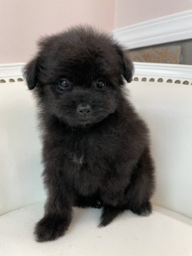 ポメxプードル【埼玉県・女の子・2022年7月15日・ブラック】の写真「目のくりくりとした可愛い仔犬です。
大変人懐こい」
