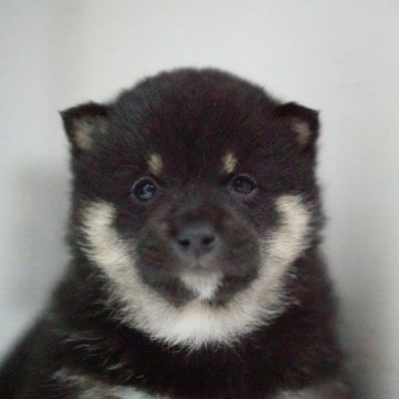 柴犬(豆柴)【兵庫県・男の子・2024年2月22日・黒】の写真「とってもお顔の可愛い子です♪」
