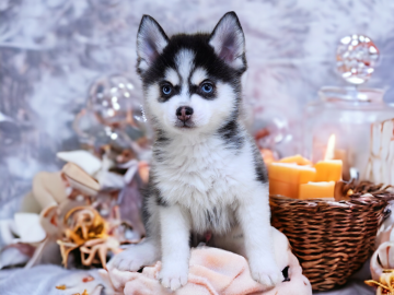 ポンスキー【千葉県・男の子・2023年11月2日・ブラック&ホワイト】の写真「MIXではなくポンスキーと言う犬種を扱っています。」